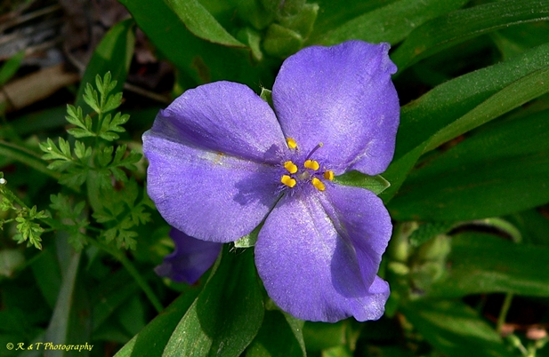 {Tradescantia ernestiana}
